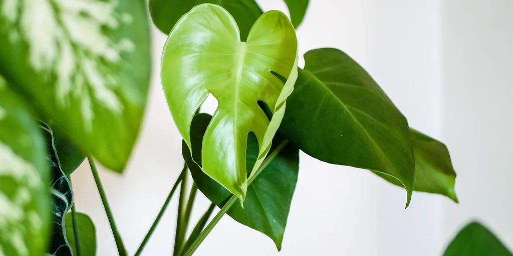 Grüne Zimmerpflanze